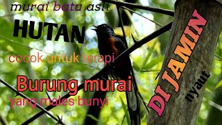 suara burung murai batu asli hutan cocok untuk merespon burung murai batu yang males bunyi