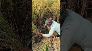 ধান কাটা হচ্ছে