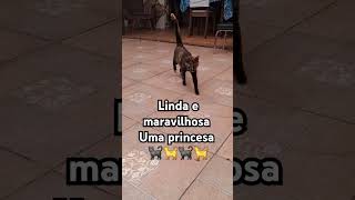 #gatosfofos #foryou #pets #gatosengraçados #famíliadegatos #meow #viralvideo #cat #pagalm10 #pagode