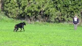 Prova utilità e difesa, boxer club karalis, dog sport addestramento cani cagliari