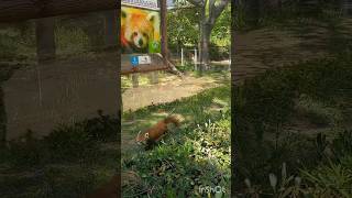 funny animals #animals #shortvideo