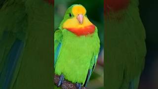 Most Wonderful Parrots in the World | Breathtaking Nature | Relaxing Birds Sound | Calm & Focus