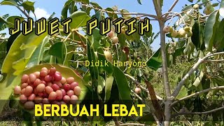 Tanaman Juwet Putih berbuah Super Lebat