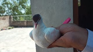 Aaj Humne Ek new baby pigeon Pakda Hai beautiful chicks #MAsadBirds #babypigeon #shauk