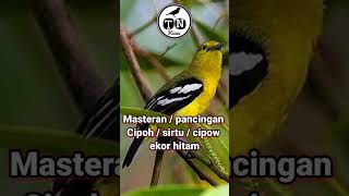 Suara sirtu cipoh cipow ekor hitam untuk pancingan dan masteran cipoh bahan, stress dan macet bunyi