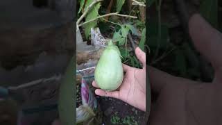 Panen Pepaya Dan Terong | Harvest Papaya & Eggplant