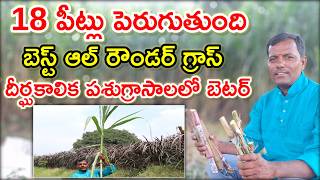 18 ఫీట్లు పెరుగుతుంది 4G bullet & red Napier grass for dairy farm @MalleshAdla