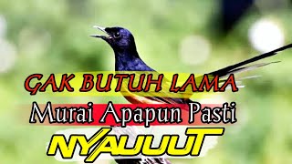 murai batu gacor AMPUH buat pancingan MURAI BATU bunyi jadikan burung Murai gacor EMOSI NYAUT❗#03