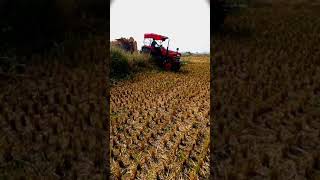 Mahindra Yuvo 575 DI 4wd

Tractor 🚜🚜// Tractor Video 🎥🎥 // Time for Rice  Harvesting🎑🎑