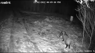 Wild Boar likes Sweets/Kad mežaruksim garšo kārumi