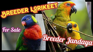 Breeder Rainbow Lorikeet & Breeder Jandaya Parrot | Best Parrot For Pet