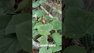 cucumbers