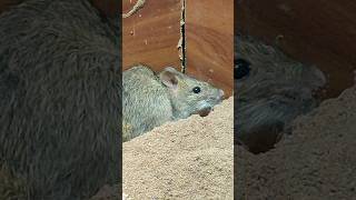 Cat Loves Short Games Mouse Episode 13 | Rats Digging Sand Burrows | Video for Cats - Cat Paul