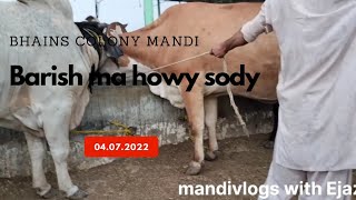 barish ma mandi ka chakar /bhains colony cow mandi updates @mandivlogswithEjaz