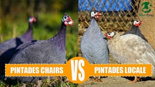 Voici comment faire la différence entre les pintades Chairs et ceux de race locale