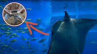 Injured manta ray rescue compilation | Animal rescue compilation