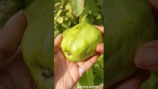 Harvesting fruits 🍈🍐🍏🍑🍓🍒🥝 #fresh #fruitharvest #fruitcutting #satisfying @gardening_lover7469