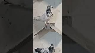 Pakistan fly pigeon #pigeon #pigeonhobby #pigeonsport #pigeonlover #serbia #pakistan