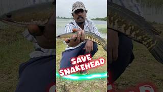 🟢Save snakehead fish|catch and release small fish🥰🔥#fishing #shorts #fishingislife