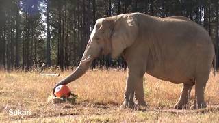 The Elephant Sanctuary | African Elephants Eat Giant Pumpkins