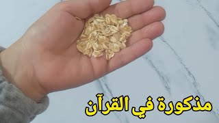 الفيديو ده لازم يدخل التريند النهاردة،حفنة واحدة معجزة ومذكورة فى القرآن توقفك على رجلك تانى