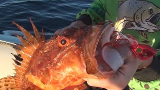 Kabura e Capponi - Pesca all'isola di Giannutri