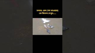 সাদা কবুতর টা দেখুন...| pigeon  eating wheat |