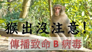 香港猴子傳播致命B 病毒 First B Virus case in Hong Kong (24-60)