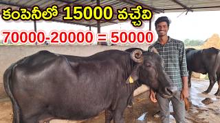 లీటర్ పెరిగింది Sri Venkateswara dairy farm @MalleshAdla