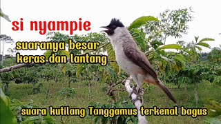 pikat burung kutilang bagus gacor suara besar aktif memanggil@Iksan.sai.123