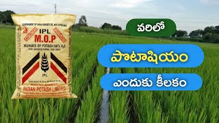 వరిలో పొటాషియం ఎందుకు కీలకం | Potash fertilizer usage in paddy #use of potash fertilizer in telugu