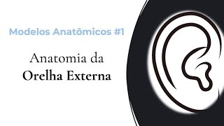 Modelos Anatômicos - Anatomia Orelhas