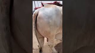 cow mandi 2023 / brahman bull songs #brahman #cow #mandivlogswithEjaz #viral