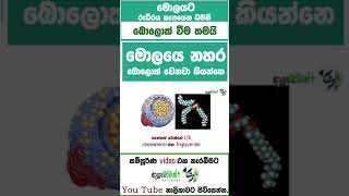 මොලයේ නහර Block වෙන්නේ සහ පුපුරන්නේ කොහොමද?මොලයේ නහර පුපුරන එක වලක්වගන්නේ කොහොමද |MLT AnushikaPerera