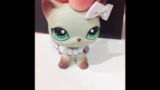 All My Lps Musicallys ! Check Me Out @lpsrachel3756!