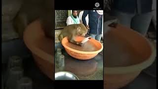 Washing monkey