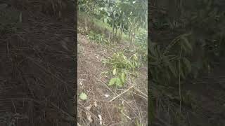 Bekas gulma dan rerumputan setelah 1 ( satu) bulan pemangkasan/pembukaan kebun yang tak terawat