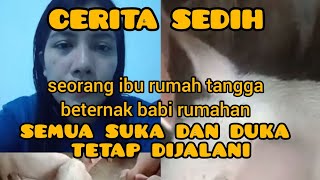 Kisah Sedih Seorang Ibu Peternak Babi Rumahan,Pernah Rugi,Lelah Dan Capek Sudah Biasa