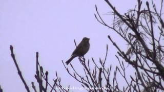 Corn Bunting