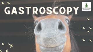 Dr  Christine Cocquyt Talks Equine Gastroscopy