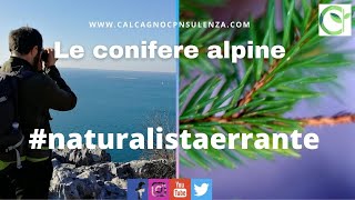 Le conifere alpine