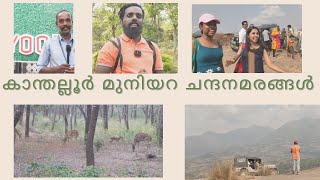 കാന്തല്ലൂർ മുനിയറ | ചന്ദനമരങ്ങൾ Kanthalloor Muniyara | sandalwood |  Marayoor Munnar