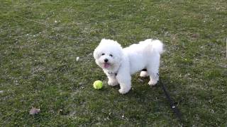 Bichon Frise at the park.