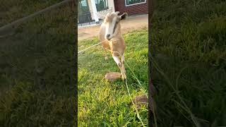 fight goat have 2 ropes no joke