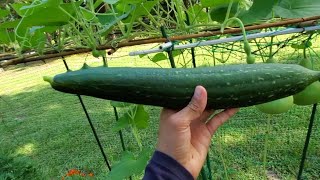 Harvesting organic vegetables from my backyard garden 😍