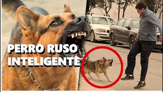 CONOCE LOS PERROS QUE VIAJAN EN TREN