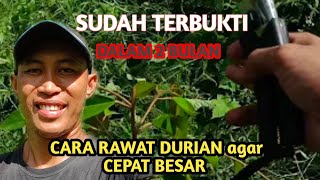 Cara pruning durian musangking agar cepat besar || cara merawat durian sudah di terbukti ampu