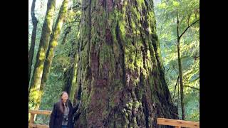 Kitsap Washingtons biggest Douglas Fir Tree. 30 foot around. Big Tree Trail