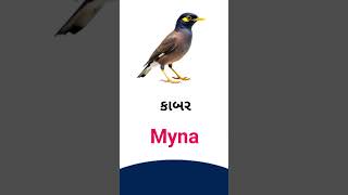 Myna meaning in Gujarati - English dictionary