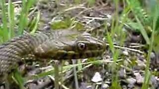 Natrix tessellata (4)